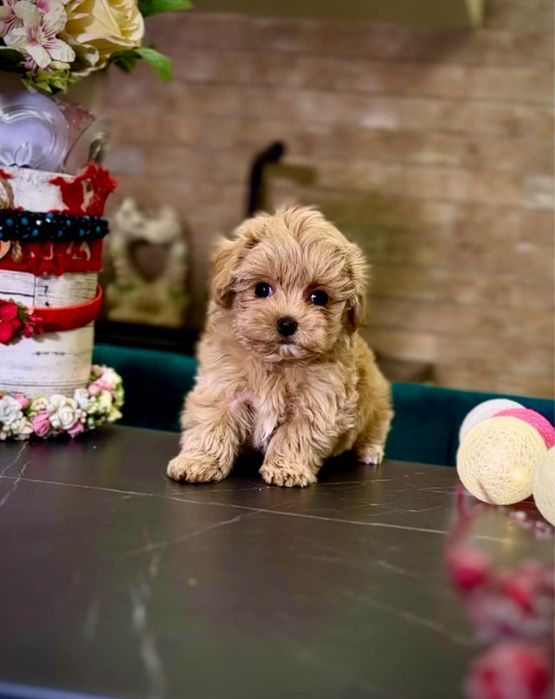 Міні карамельні цуценята мальтіпу. Найкрасивіші мальтіпу ф1