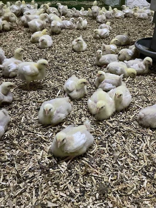 Продаж бройлерів 3 тижні