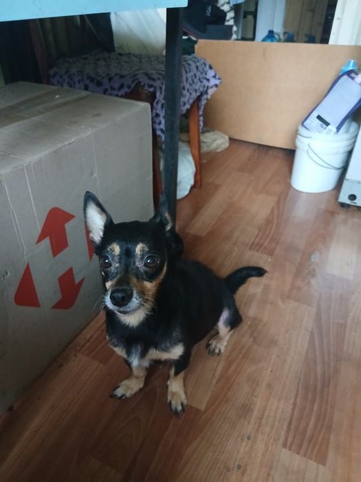 Щенки метис чихуашки