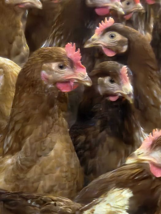 Kury Nioski Rosa Leghorn Tetra Dominant.Ferma KUR NIOSEK.Kurki z jajem