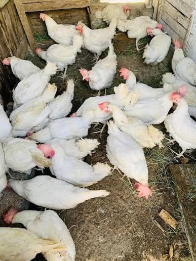 Замовляйте курейний сушок