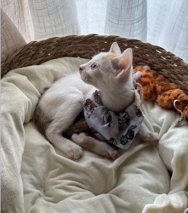 Gatinho 2 meses para adoção responsável