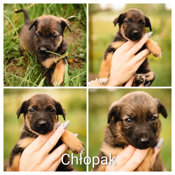Adopcja zwierząt