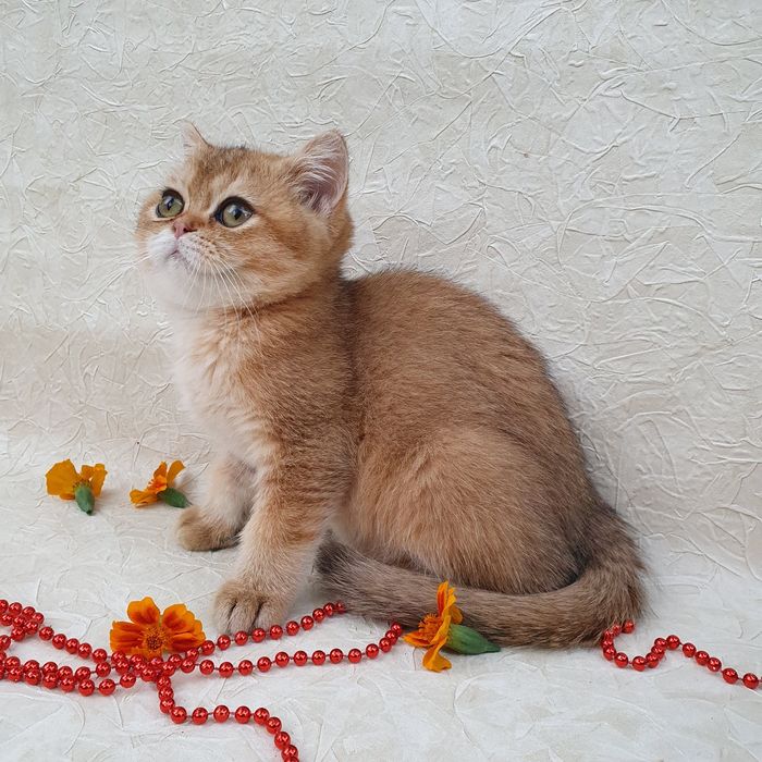 Котик британец тикированного окраса. Котята радость в дом Киев