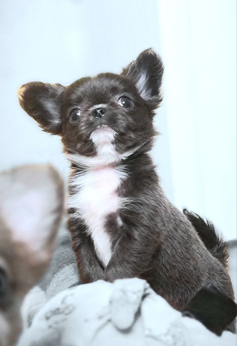 Девочка Чихуахуа