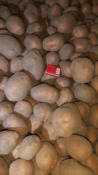 Картопля велика.
