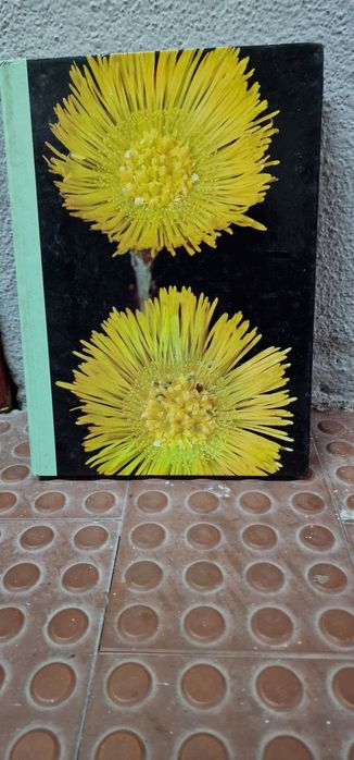 As plantas são nossas amigas