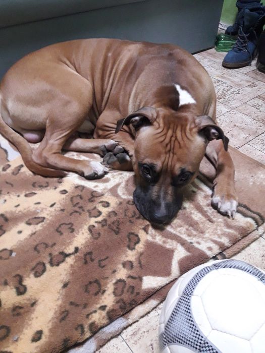 Вязка собак , животные