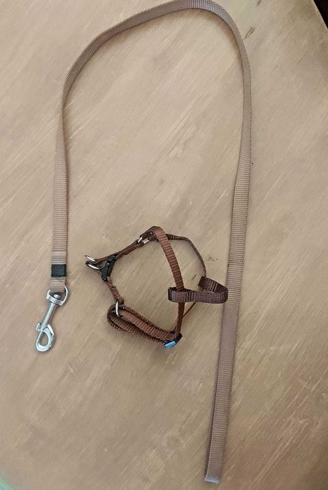 Trela e Arnês/Coleira