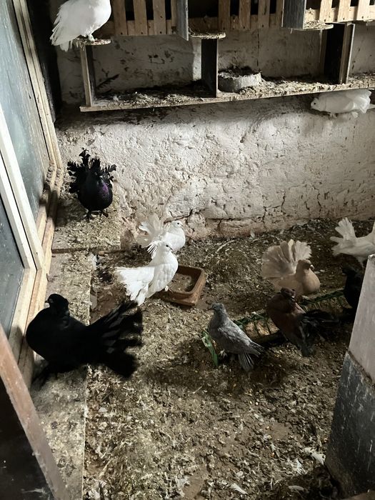 Pawiki indyjskie różne kolory likwidacja chodowli