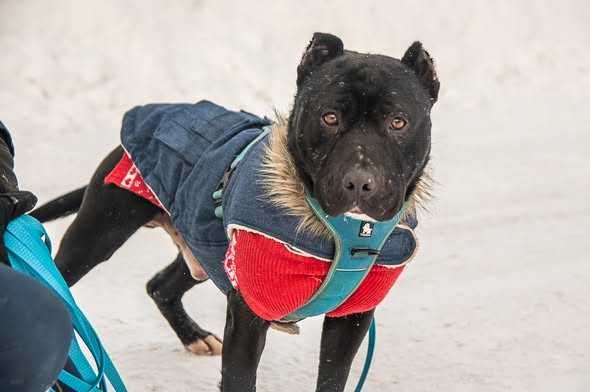 Skrzywdzony Tajson i Tajga szukają domku