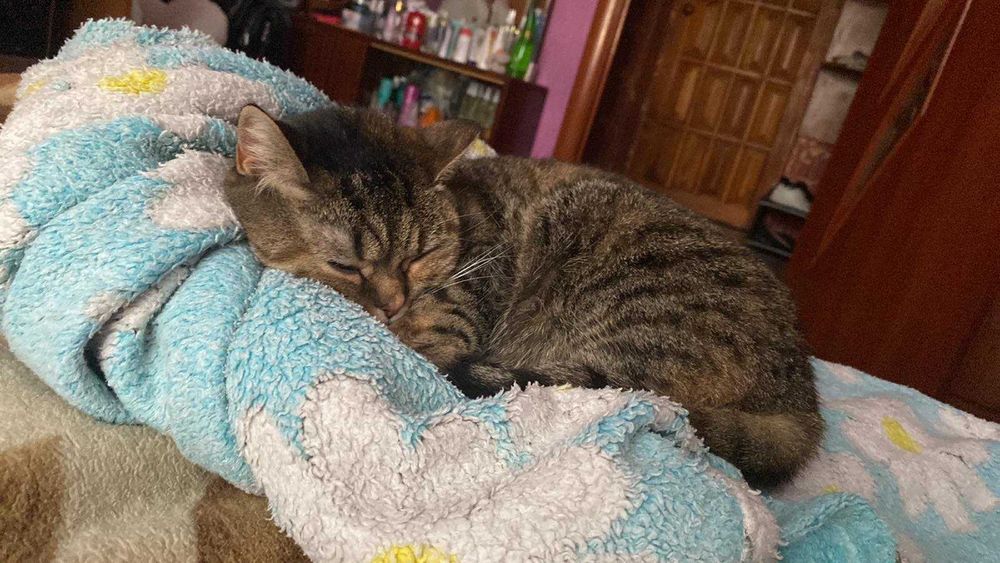 Терміново віддам у хороші руки котика