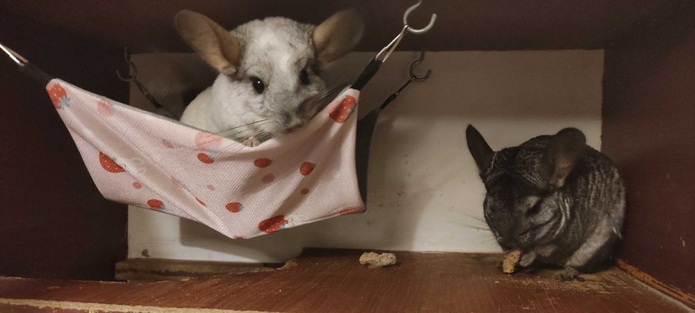 Oddam szynszyle z wolierą