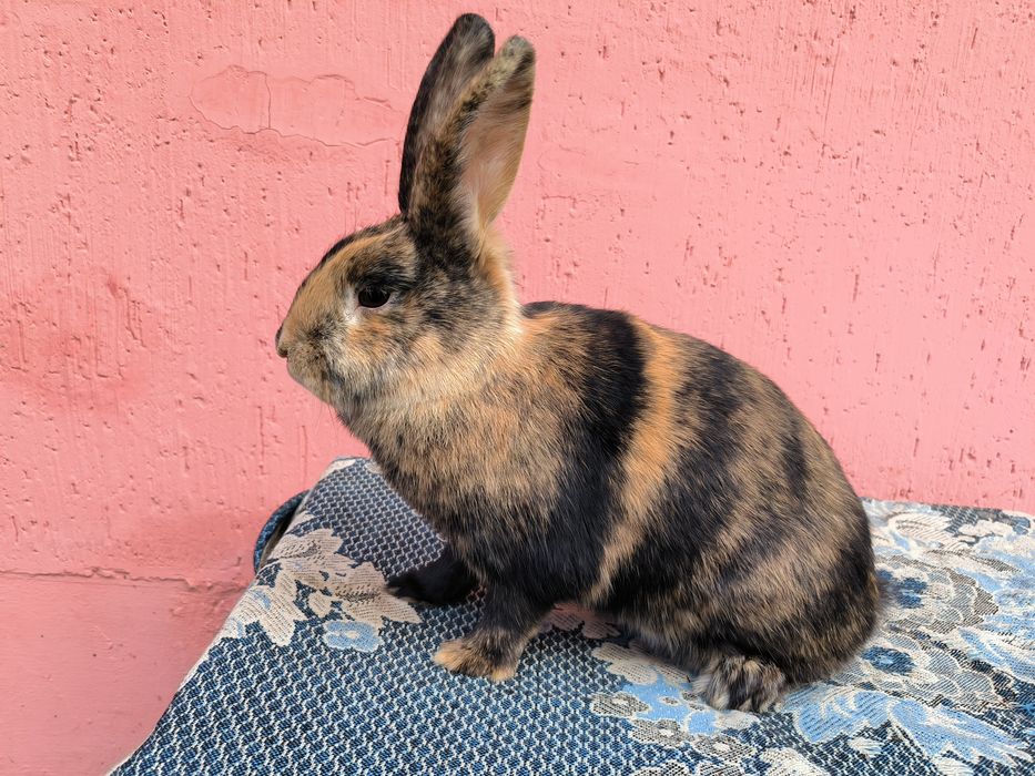 Японський кролик