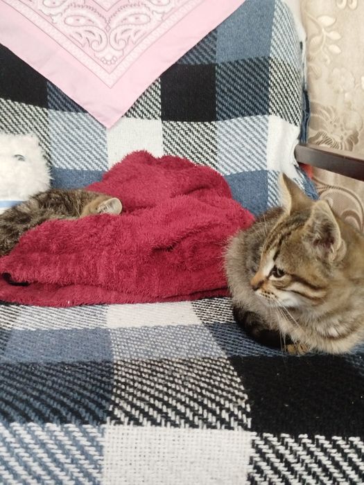 Віддам кошеняток