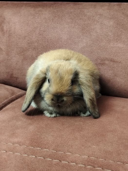 Mini lop z domowej hodowli