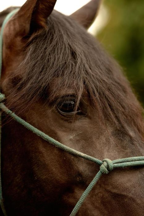 Cavalo puro sangue lusitano 4 anos