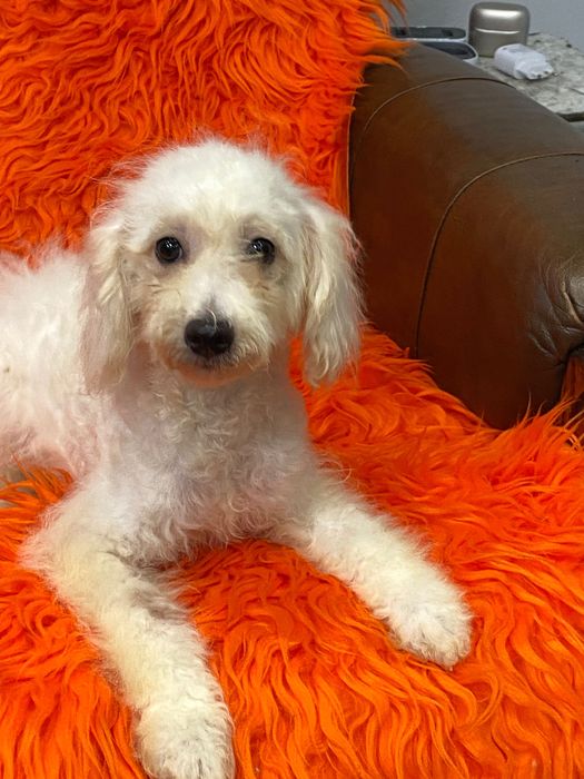 Sprzedam pięknego pudla