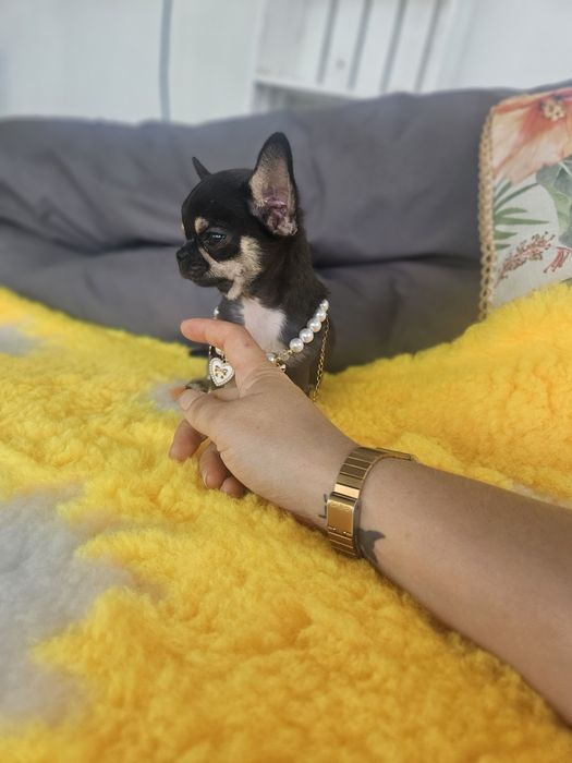 Mini suczka chihuahua 11 tyg