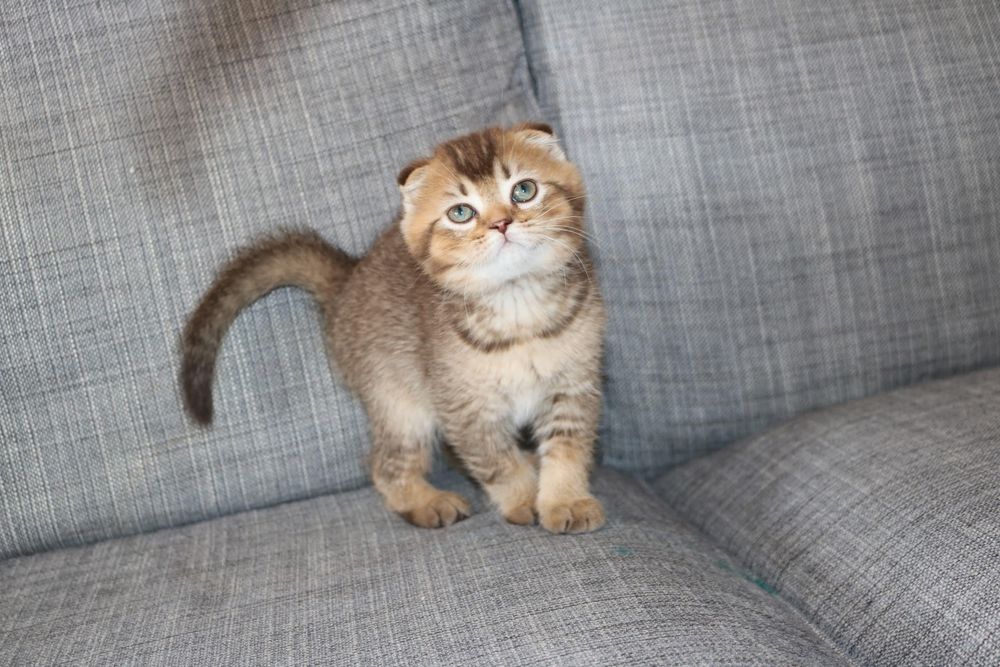 gatinho scottish fold golden brown