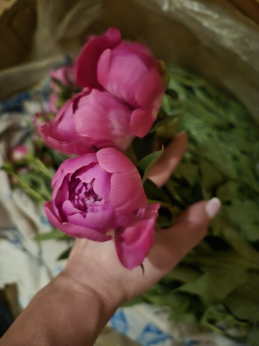 Півонії, квіти, букет, метро Житомирська