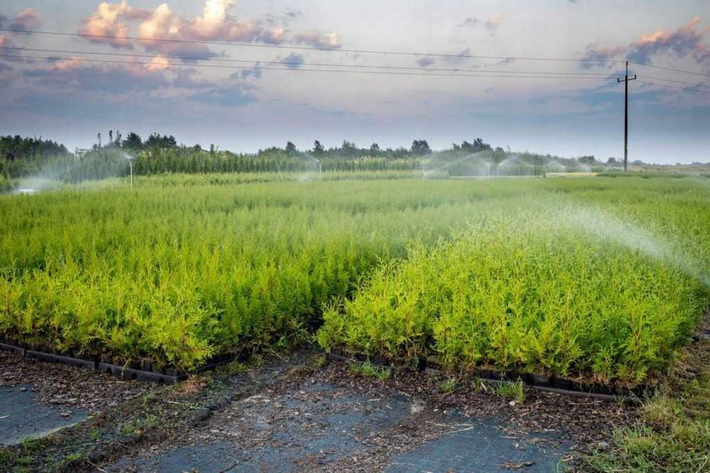 tuja brabant piękna gęsta sadzonka premium 140cm JESIENNA PROMOCJA!!