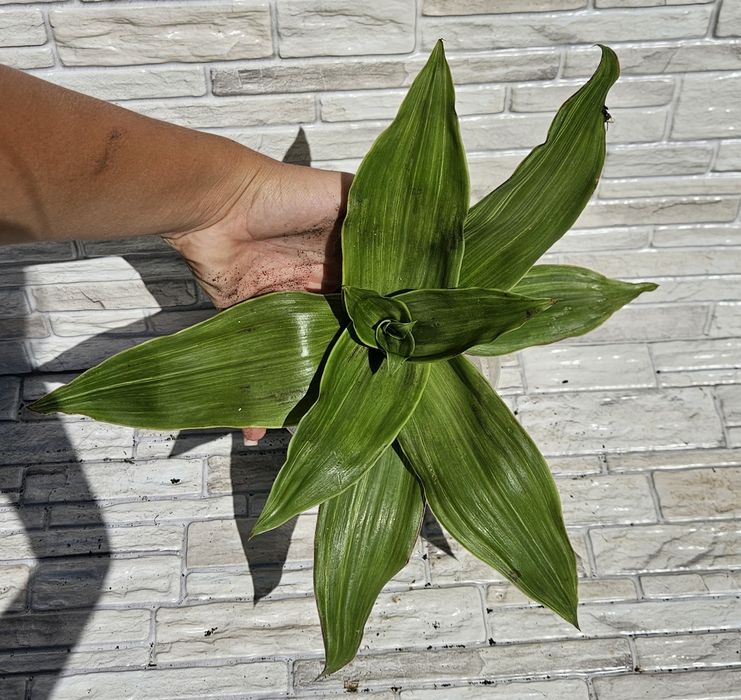 Callisa fragrans
