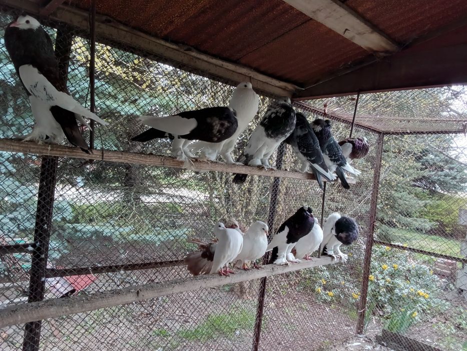 Gołębie garłacze czeskie pomorskie pawiki