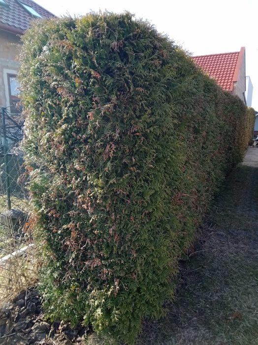 Tuje, żywopłot z tui