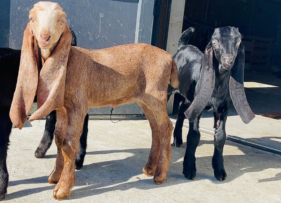 Каморі 75% та 50% кози тільки стадо