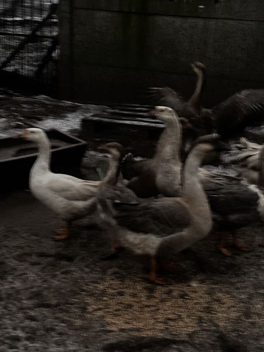 Gesi garnonose promocja