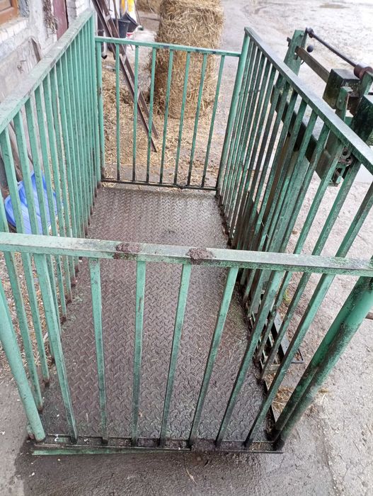 Waga do Żywca do 1500 kg