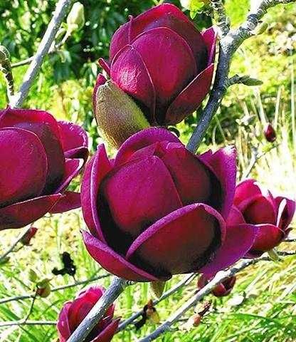 Magnolia "Genie", najciemniejsze kwiaty wśród magnolii, unikat!