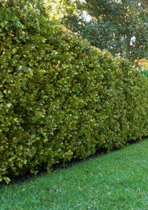 Jardinagem Geral