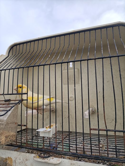 Canários para dispensar