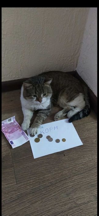 Отдам в хорошие руки СРОЧНО! кот и кошка