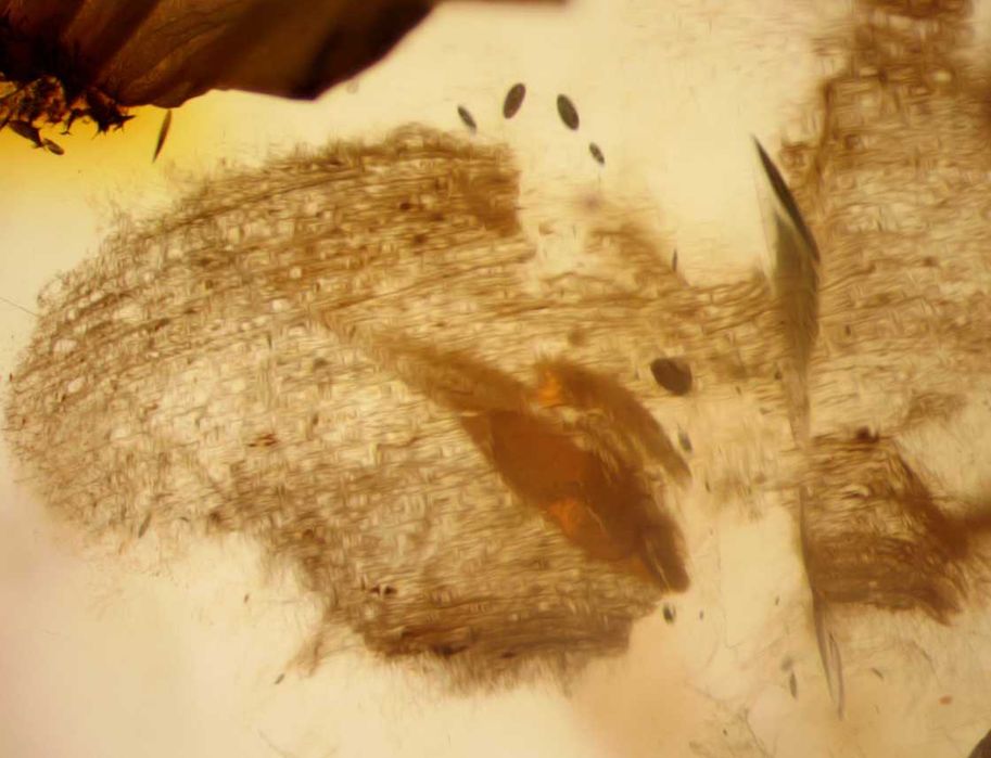 Bursztyn inkluzja pleśń lub coś zbliżonego  oj ciekawa.