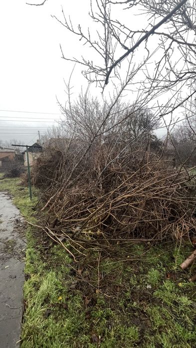 Гілки дерев, ветки деревьев самовивіз