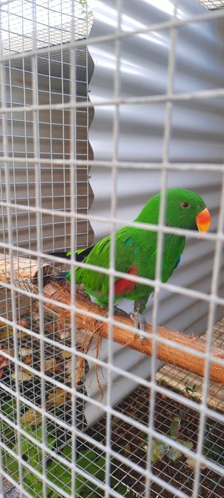 Ecletus Roratus macho