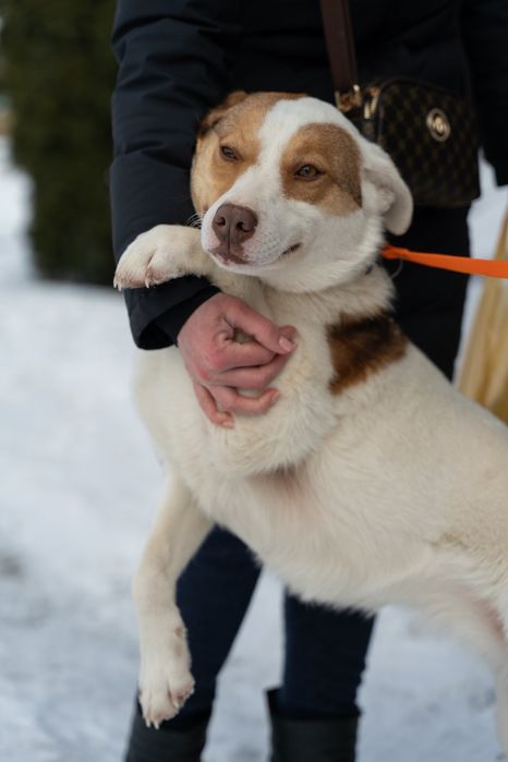 Собачки безкоштовно