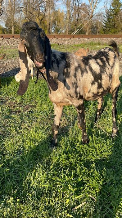 Продам дойную козу