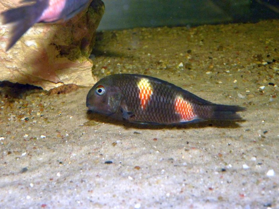 Tanganika Tropheus Bulu Point f1 bezp.transport certyfikat