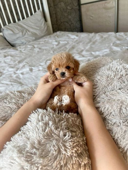 Компактний мікро мальтипу — красень з ідеальними рисами