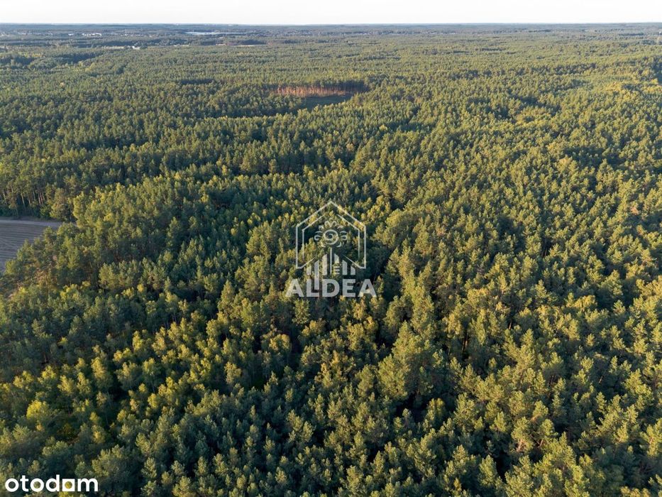 Działki budowlane pod lasem w Jakubowie