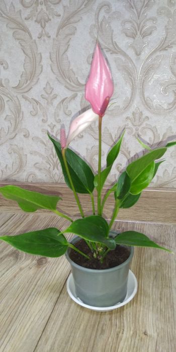 Антуріум Лілі+інші сорти.