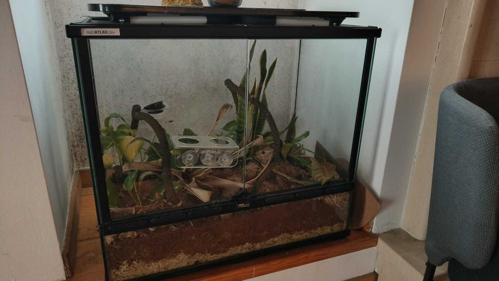 Terrário para répteis / Terrarium for reptiles