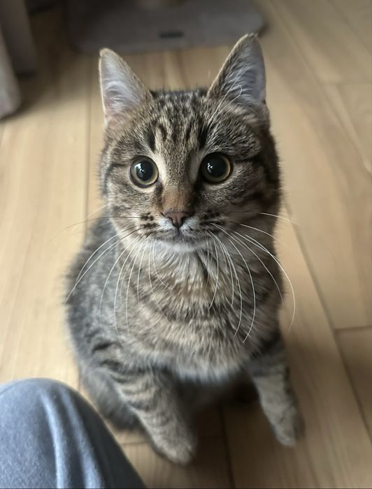Плюшик - Самый Лучший Кот - 5 мес
