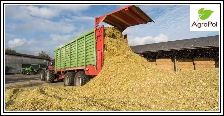 Kukurydza Na Kiszonkę Kukurydza Kiszonkowa kiszonka nasiona kukurydzy