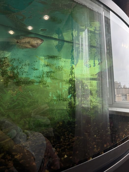 АКВАРИУМ 200л Самовывоз Кривой Рог,Даманский