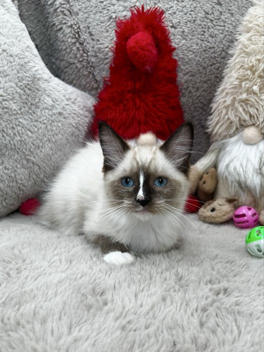 Kot Ragdoll Wyprawka Rodowód Badania Genetyczne